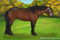 Horse Color:Gray Bay 