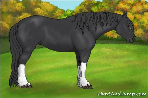 Horse Color:Black 