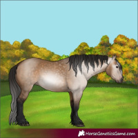 Horse Color:Gray Bay Dun 
