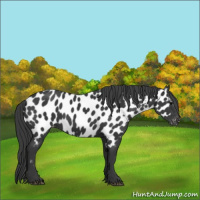 Horse Color:Black Near Leopard