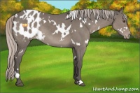 Horse Color:White Spotted Silver Grullo Appaloosa 