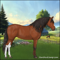 Horse Color:Bay 