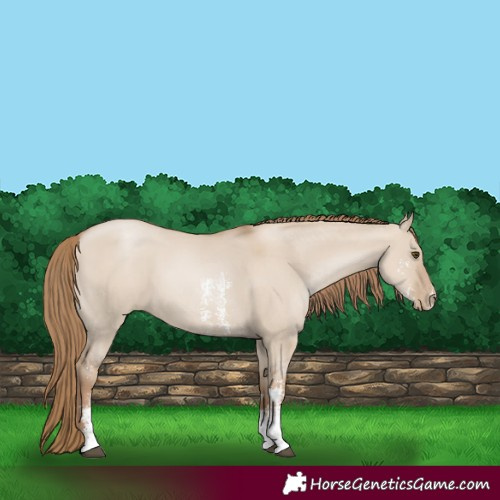 Horse Color:Grullo Pearl Sabino 