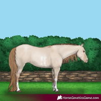 Horse Color:Grullo Pearl Sabino 