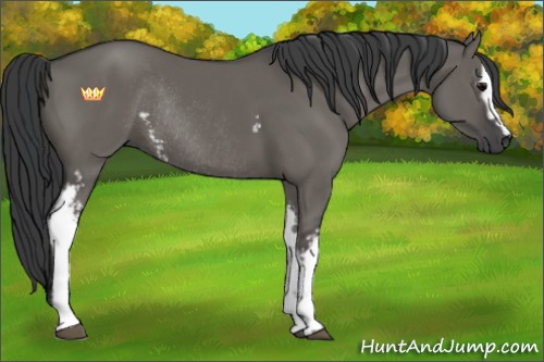 Horse Color:White Spotted Grullo Rabicano 