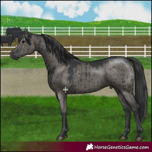 Horse Color:Grullo Brindle 