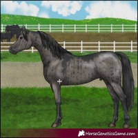 Horse Color:Grullo Brindle 