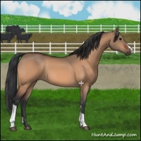 Horse Color:Bay Dun 