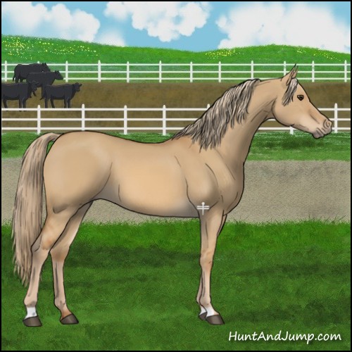 Horse Color:Red Dun 
