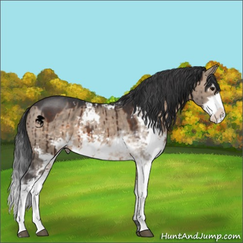 Horse Color:Brown Dun Sabino Brindle
