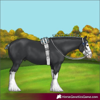 Horse Color:Black Splash 