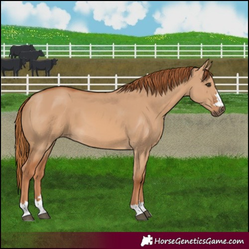 Horse Color:Red Dun 