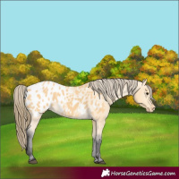 Horse Color:Buckskin Appaloosa 