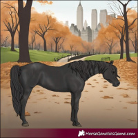 Horse Color:Black  and Smoky Black 