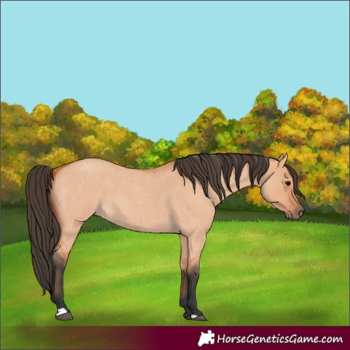 Horse Color:Bay Roan Dun 