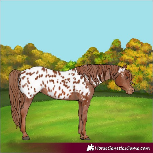 Horse Color:Chestnut Appaloosa 