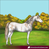 Horse Color:Black Pearl Sabino 