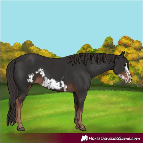 Horse Color:Liver Chestnut Frame and Liver Chestnut Frame