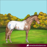 Horse Color:Red Roan Appaloosa 