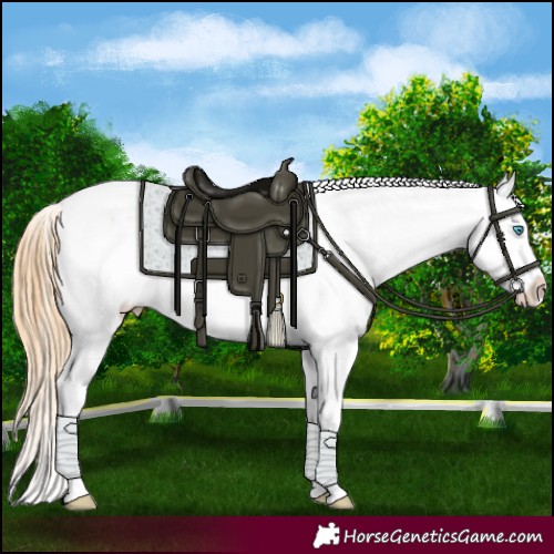 Horse Color:Buckskin Pearl Tobiano Appaloosa