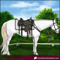 Horse Color:Buckskin Pearl Tobiano Appaloosa