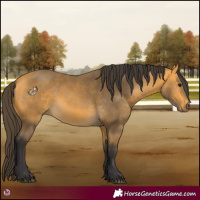 Horse Color:Buckskin 