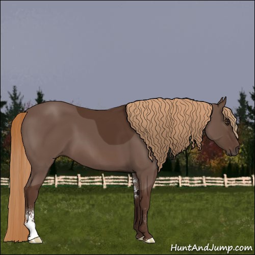 Horse Color:Liver Chestnut Sabino