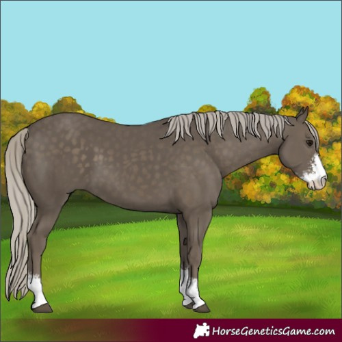 Horse Color:Silver Smoky Black Sabino