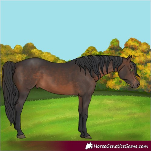 Horse Color:Brown 