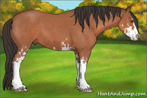 Horse Color:Bay Roan Sabino 