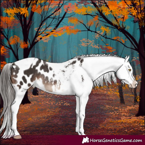 Horse Color:White Spotted Liver Chestnut Tobiano Blanket Rabicano 