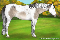 Horse Color:Brown Dun Mushroom Splash Tobiano Appaloosa 