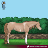 Horse Color:Black Pearl Sabino Tobiano 