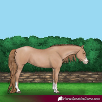 Horse Color:Black Pearl Sabino 