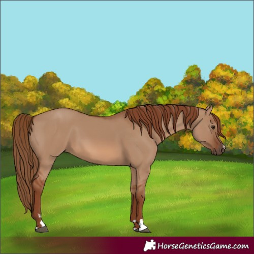 Horse Color:Unknown 