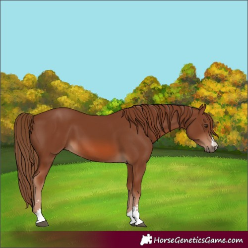 Horse Color:Unknown 