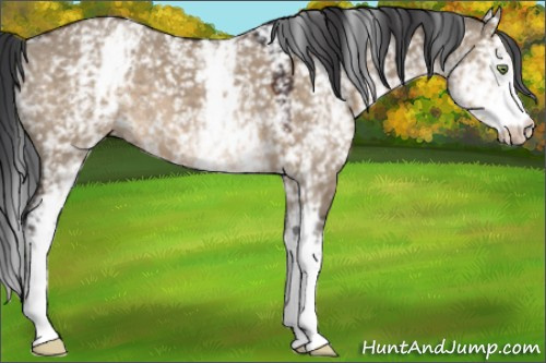 Horse Color:White Spotted Brown Dun 
