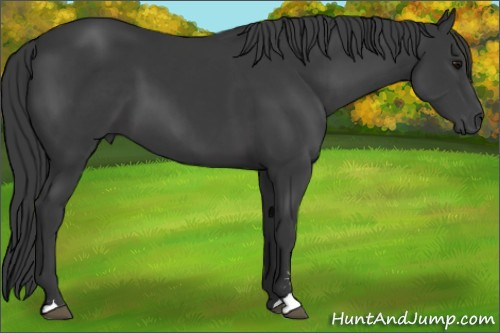 Horse Color:Black Sabino 