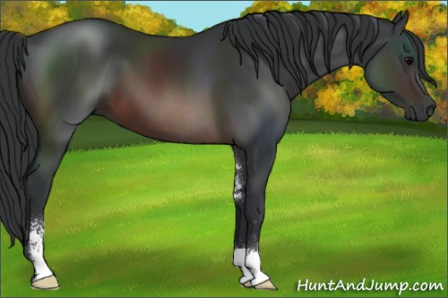 Horse Color:Brown Sabino 