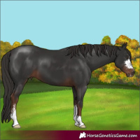Horse Color:Liver Chestnut Sabino