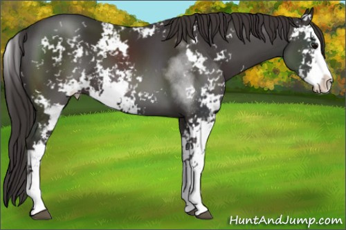Horse Color:Smoky Black Sabino 