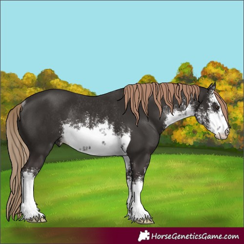 Horse Color:White Spotted Liver Chestnut Rabicano 