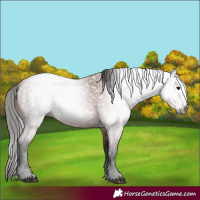 Horse Color:Gray Bay Roan 
