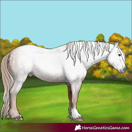 Horse Color:Gray Chestnut 