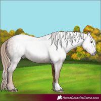 Horse Color:Gray Chestnut 