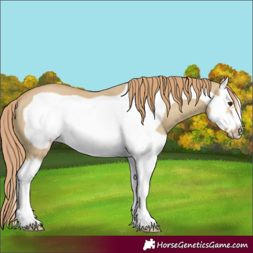 Horse Color:Watercolor Red Dun Splash Frame 