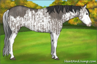 Horse Color:Grullo Sabino Splash and Grullo Sabino Splash