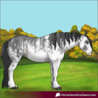 Horse Color:White Spotted Black 