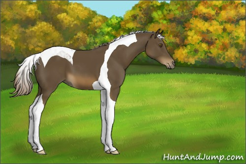 Horse Color:Chocolate Palomino Tobiano 