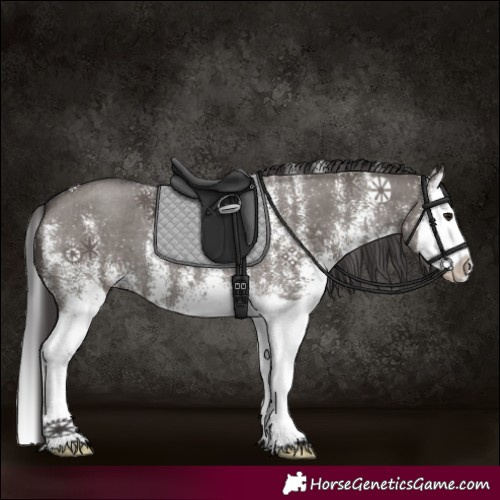 Horse Color:White Spotted Smoky Grullo Splash 